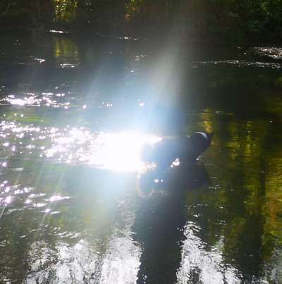 Dogorama Photo Challenge - Licht-Beitrag-Bild