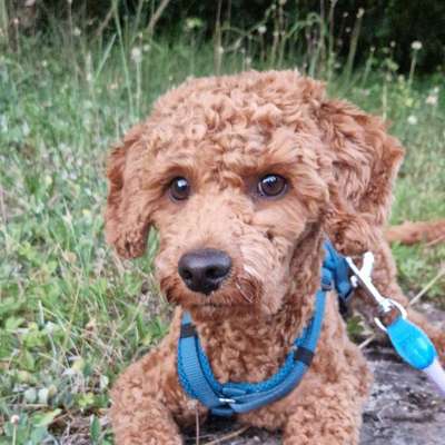 Hundetreffen-Social Walks Schorndorf/Rudersberg-Bild