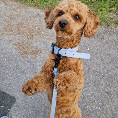 Hundetreffen-Trainingspartner gesucht!-Bild