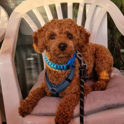 Hundetreffen-SOCIAL WALKS in Schorndorf und Rudersberg-Bild