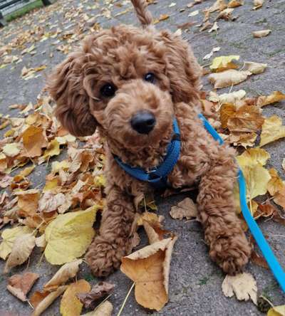 Hundetreffen-Gassirunde in Rudersberg-Bild