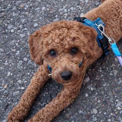 Hundetreffen-Gassi/Training/Spielen-Bild