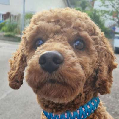 Hundetreffen-Teddy sucht Gassi und Trainingspartner-Bild