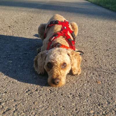 Hundetreffen-Gassi/Trainingsrunde-Bild