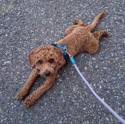 Hundetreffen-Gassi gehen-Bild