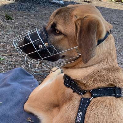 Hundetreffen-Hundebegegnung übe, gerne auch social walk-Profilbild