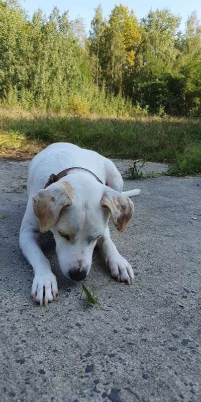 Hundetreffen-Zusammen spielen 🐶🐕-Bild