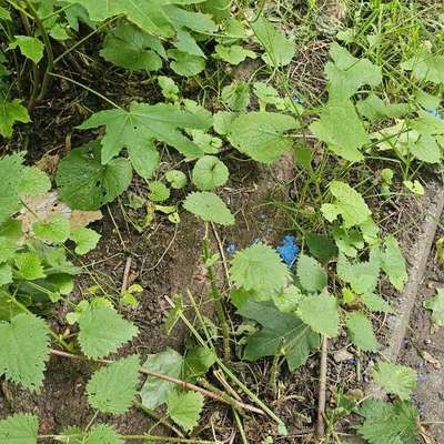 Giftköder-Blaues undefinierbares Pulver-Bild