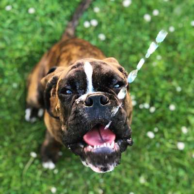 Die Dogorama Kalender Challenge 4/4-Beitrag-Bild