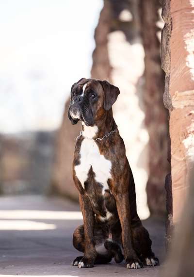 Boxer ???-Beitrag-Bild