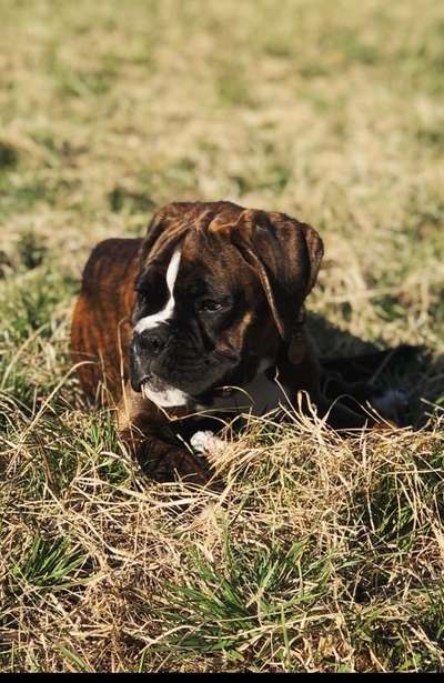 zeigt eure Hunde mit Ihren Frühlingsgefühlen:)-Beitrag-Bild