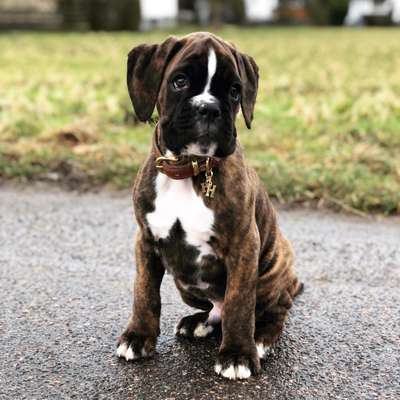 Welpen Bilder !-Beitrag-Bild