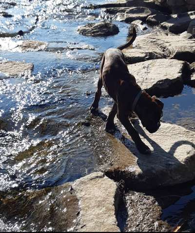 Dogorama-Monats-Challenge-Mai "Wasser"-Beitrag-Bild