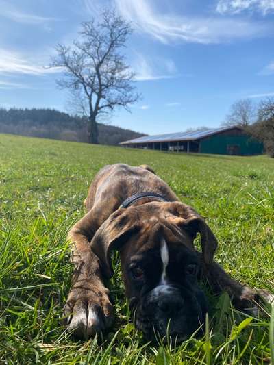 zeigt eure Hunde mit Ihren Frühlingsgefühlen:)-Beitrag-Bild