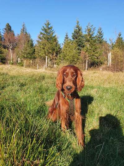 Hundetreffen-gegenseitige Hundebetreuung-Bild