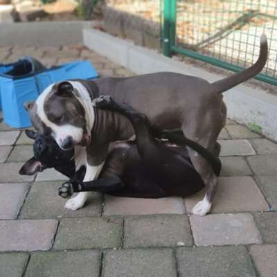 Hundetreffen-Bollerköpfe Suchen ihres gleichen-Bild