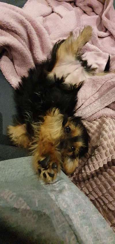 Welpen Bilder !-Beitrag-Bild