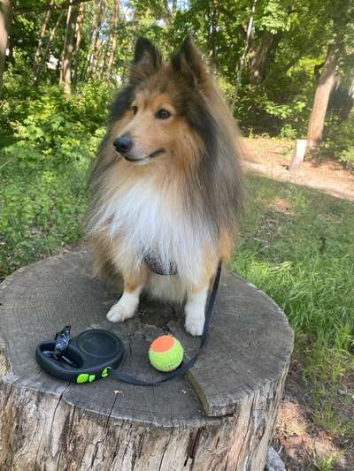 Hundetreffen-Treffen im Grunewald-Bild