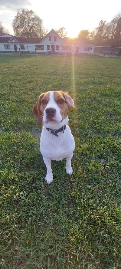 Hundetreffen-Vollgasspielerunde-Bild