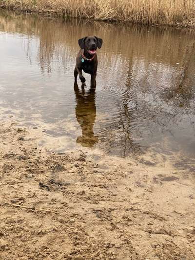 Dogorama-Monats-Challenge-Mai "Wasser"-Beitrag-Bild