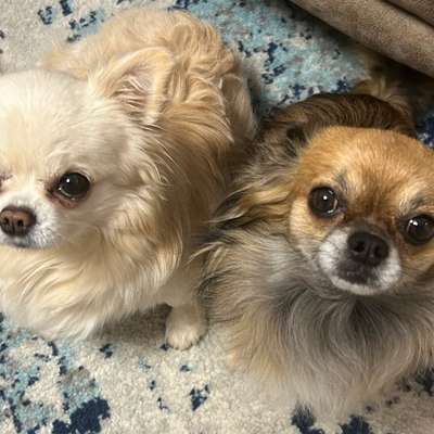 Hundetreffen-Kleinhunde Gassi-Bild