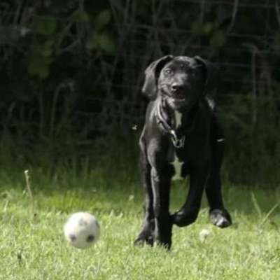 Hundetreffen-Spielen, Beziter*innen übergreifendes dog jourfix :)-Bild