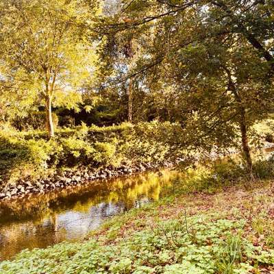 Hundetreffen-Spaziergang an der Wurm-Bild