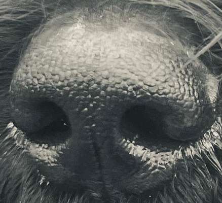 Foto-Challenge 76: Foto in Schwarz-Weiss-Beitrag-Bild