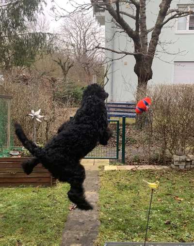 FOTOCHALLENGE - Nr. 74 Ugly Dog: Zeige das schlimmste Foto von deinem Hund-Beitrag-Bild