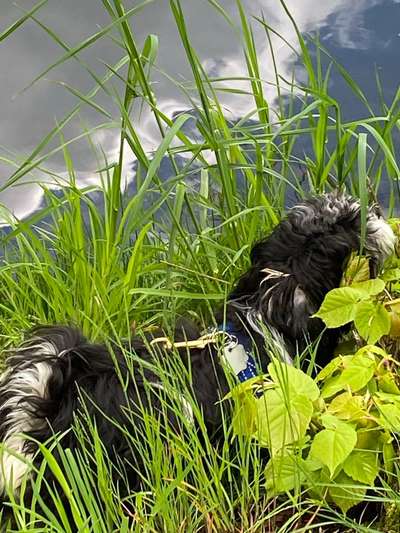 Dogorama-Monats-Challenge-Mai "Wasser"-Beitrag-Bild