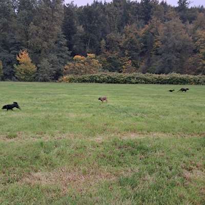 Hundetreffen-Jeder ist willkommen, treffen uns in Vilkerath an der große wiese.sind schon 7 hunde die mit machen.-Bild
