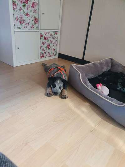 Welpen Bilder !-Beitrag-Bild