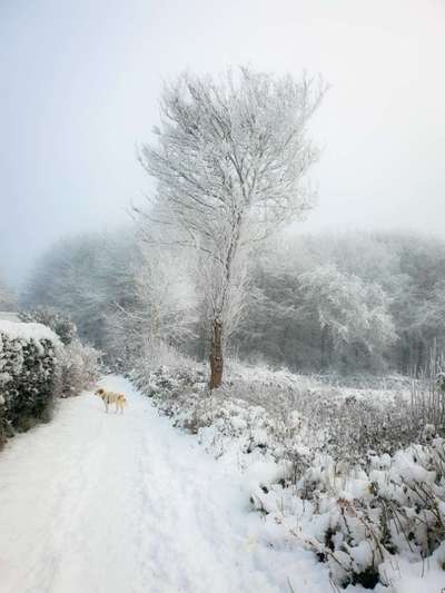Dogorama Photo Challenge - Winterstimmung-Beitrag-Bild