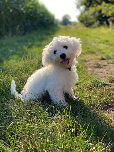 Dein Hund im Dogorama-Kalender 2021-Beitrag-Bild