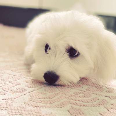 Dein Hund im Dogorama-Kalender 2021-Beitrag-Bild