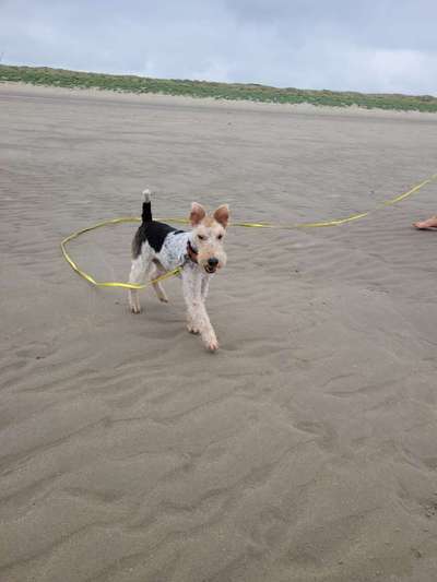 Foxterrier Gang-Beitrag-Bild