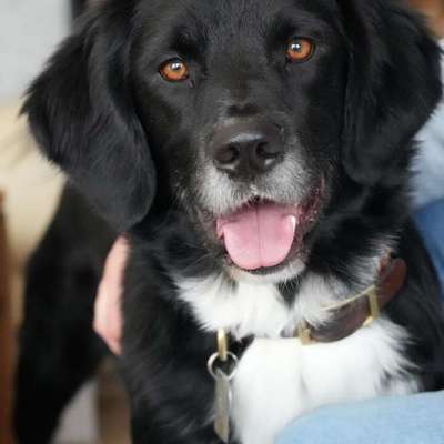 Hundetreffen-Spaziergang und odercSpieltreffen-Bild