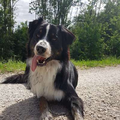 Hundetreffen-Hundefreunde gesucht-Bild