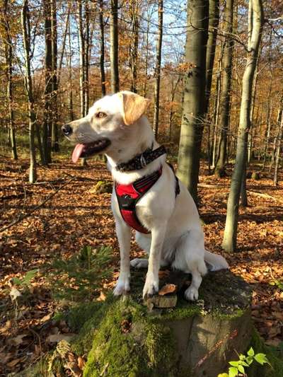 Labradorfans-Beitrag-Bild