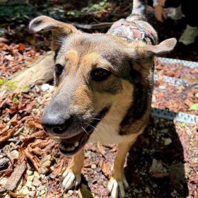 Hundetreffen-Gemeinsames Spazieren gehen/ Spielen-Bild