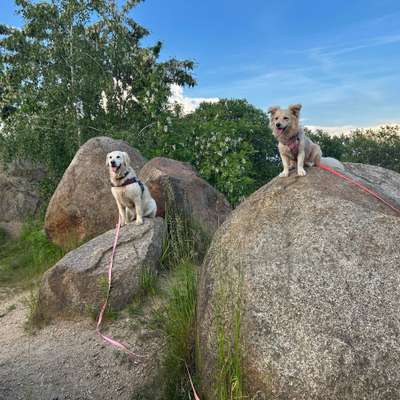 Hundetreffen-Begegnungsübungen mit entspannten ausgeglichenen Hunden-Bild