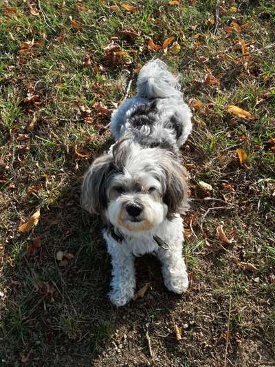 Havaneser dabei?:)-Beitrag-Bild