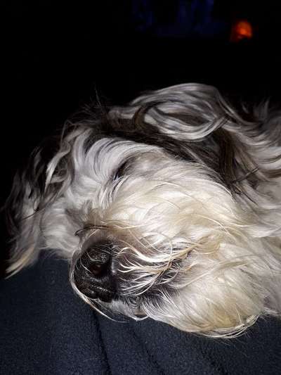 Zeigt mir die tollste Nahaufnahme von eurer Fellnase-Beitrag-Bild