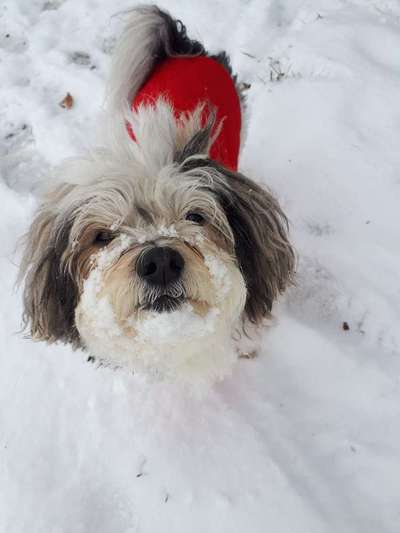 Zeigt mir die tollste Nahaufnahme von eurer Fellnase-Beitrag-Bild