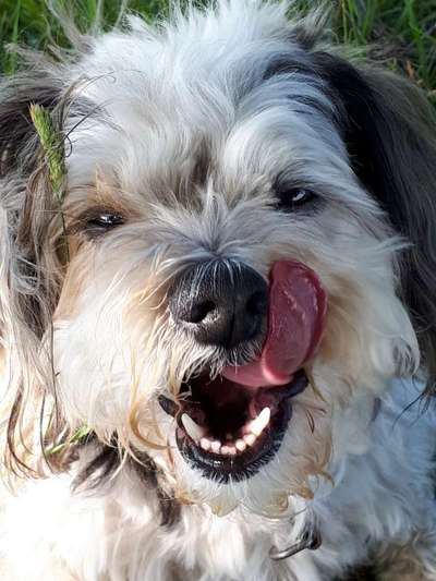 Zeigt mir die tollste Nahaufnahme von eurer Fellnase-Beitrag-Bild