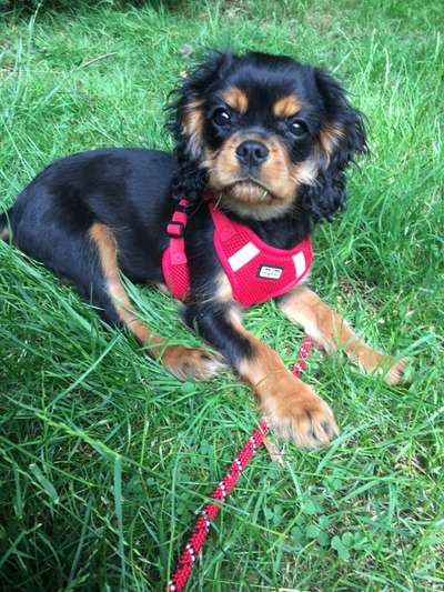 Cavalier King Charles Spaniel?-Beitrag-Bild