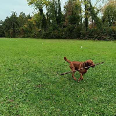 Hundetreffen-🐶 Flake sucht neue Pfotenfreunde! 🐾-Bild