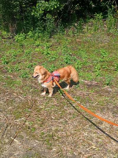 Hundetreffen-Suche Kontakt-Bild