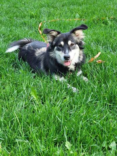 Gibt's hier noch mehr Border Collies???-Beitrag-Bild