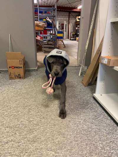 Deutsche Doggen Besitzer zeigt euch-Beitrag-Bild